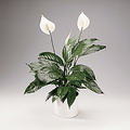 برگ قاشقی , گل چمچه ای , Peace lily , White sails
